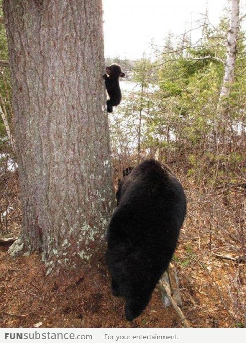 Baby bear's first climbing lesson