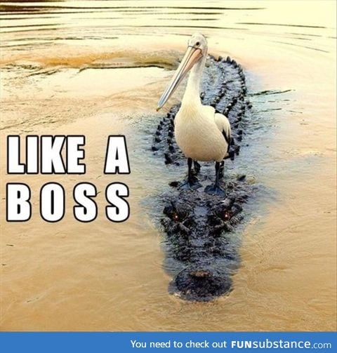 You will never be as cool as this pelican