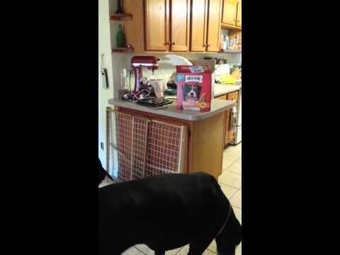 This Bird Knows How To Feed Milk Bones To His Dog Friends