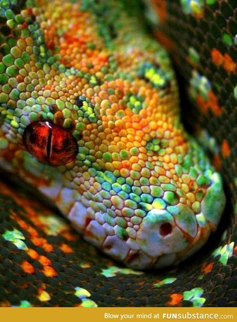 Macro snake