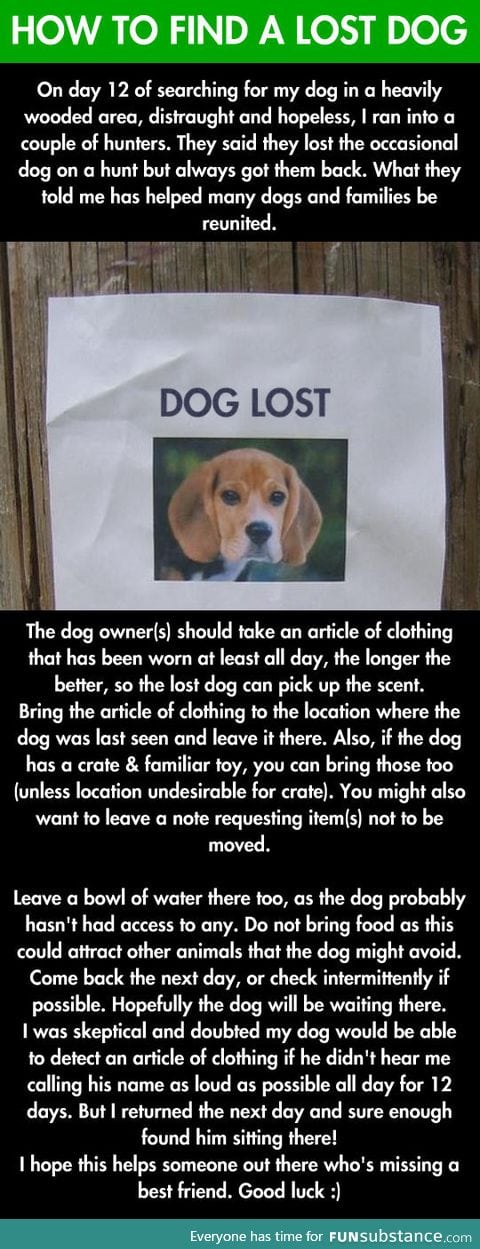 How to find a lost dog