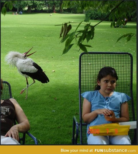 I can't figure out if I like the girl or the bird more.