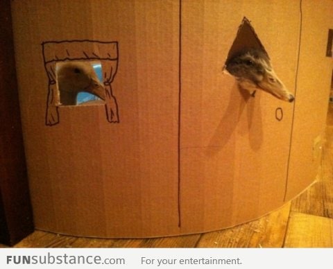 Made a cardboard house with windows for my ducks