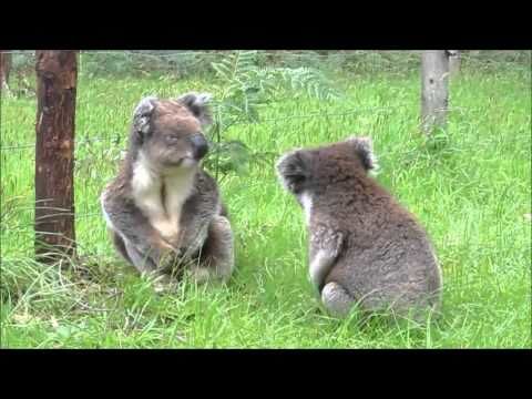 Koalas fight like babies