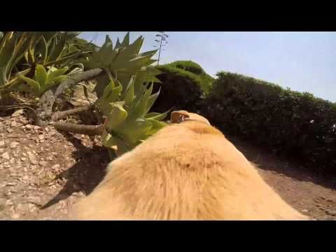 This Dog Loves The Sea So Much