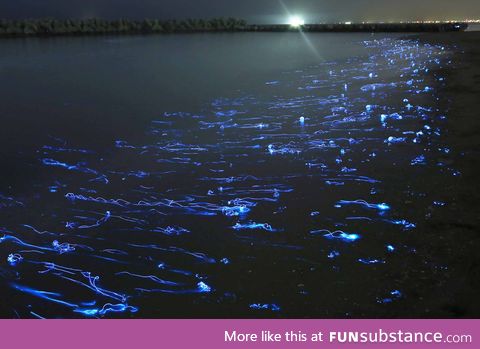 Firefly squid in Japan