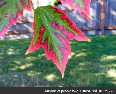 Fall taking over the leaves