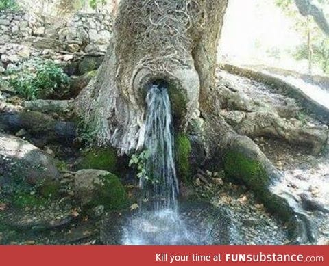 Water coming out of a tree