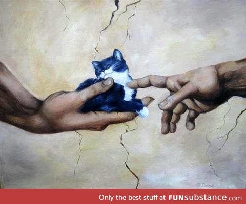 Creation of cat