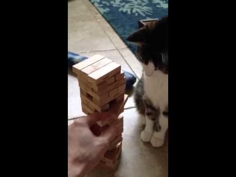 This cat is surprisingly good at playing Jenga