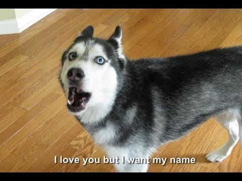 Mishka the talking husky really wants her mommy