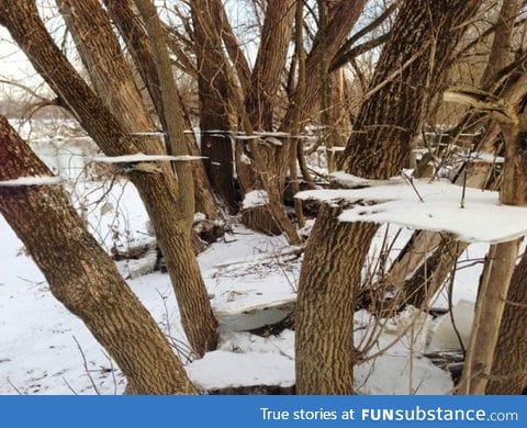 Ice on a tree after a flood