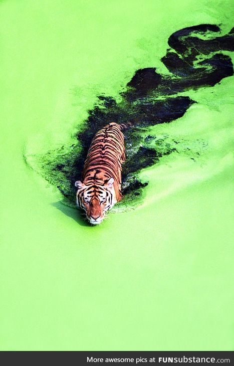 A tiger crossing a green lake