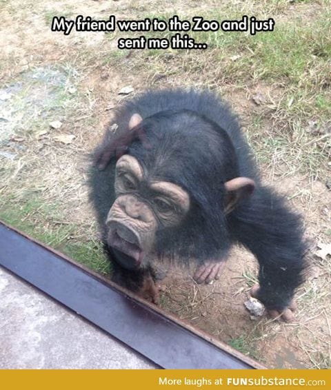 Silly monkey