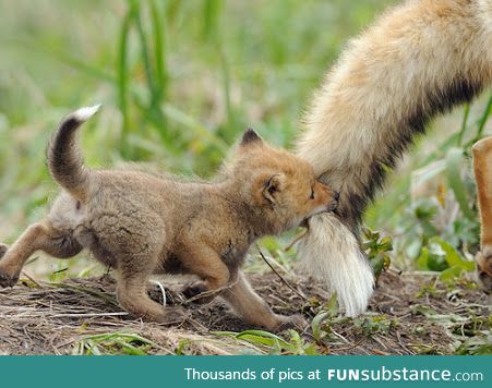 Day 11 of your daily dose of cute: Rawr!! I got your tail!!