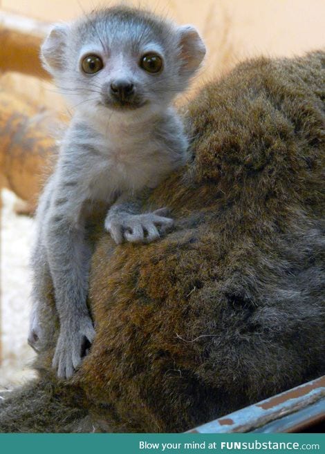 Day 16 of your daily dose of cute: Zoboomafoo!!!!!!