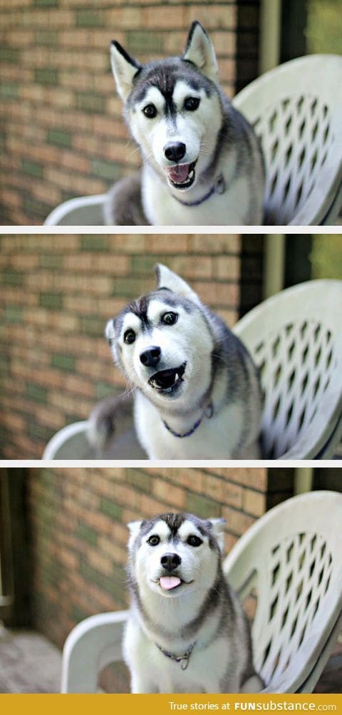 Husky is very happy