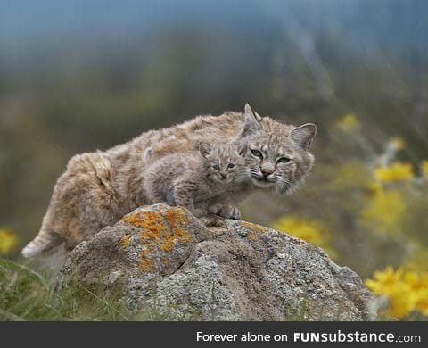 A bobcat and its bobkitten