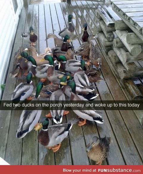 The slippery slope of feeding fowl