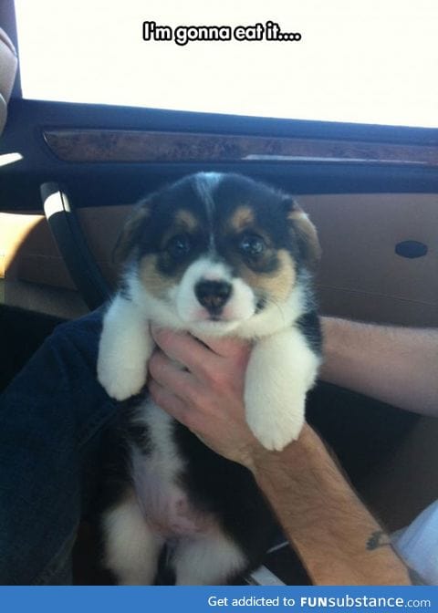 Corgi puppies are the best puppies