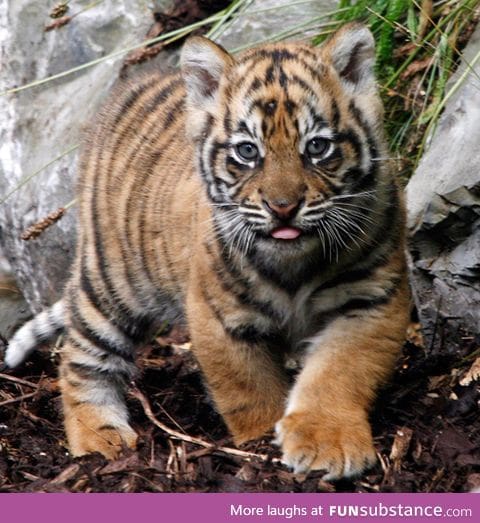 Day 31 of your daily dose of cute: Tiger tongue