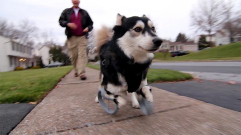 Derby Gets 3D Printed Legs