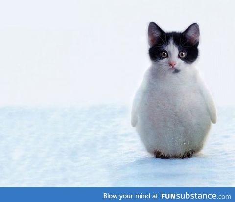 The amazing penguitten