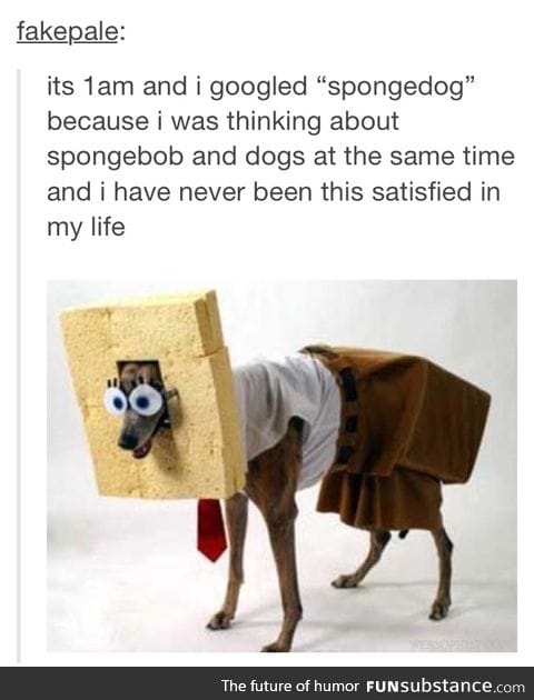 Spongedog