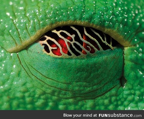 The eye of a tree frog