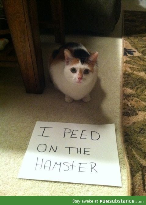 Cat Shaming