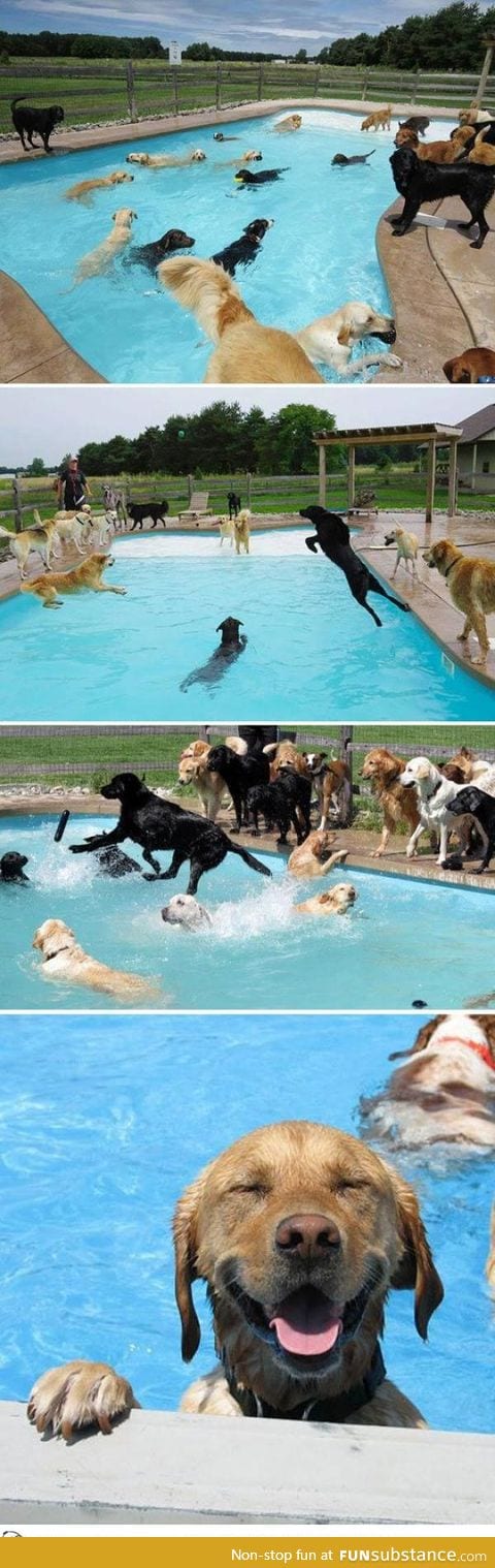 Dog Pool Party