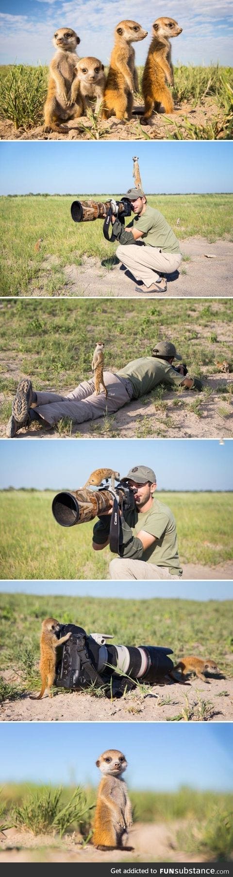 Baby meerkats in Botswana