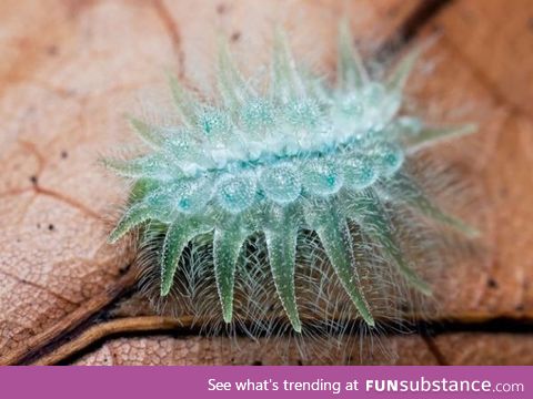 This is the spun glass caterpillar. It looks like its made out of... Spun glass