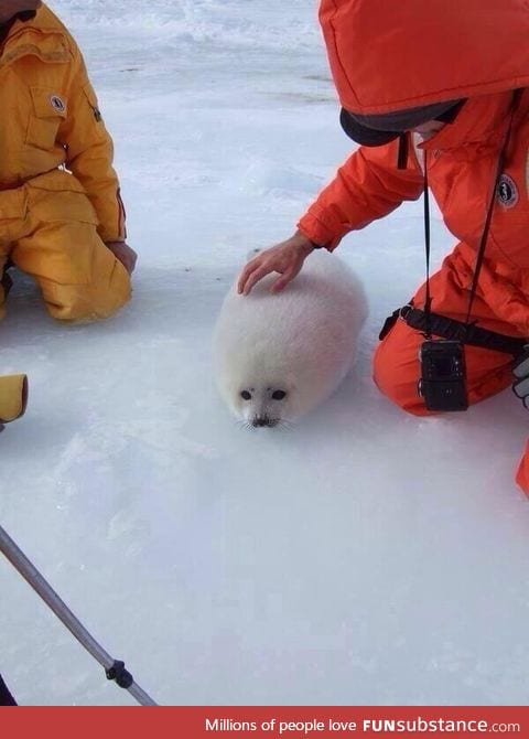 I wonder why this clump of snow has a face