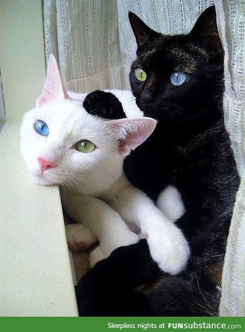 Heterochromic Cats