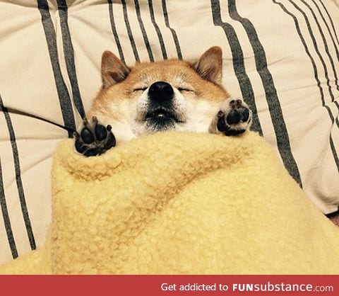 Shiba inu burrito