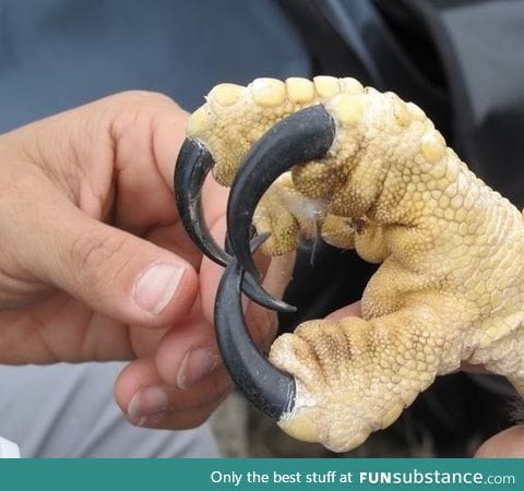 Ever wonder how big an eagles talon is?