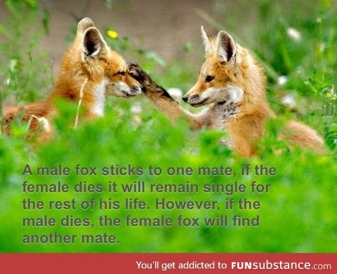 Male fox vs. Female fox