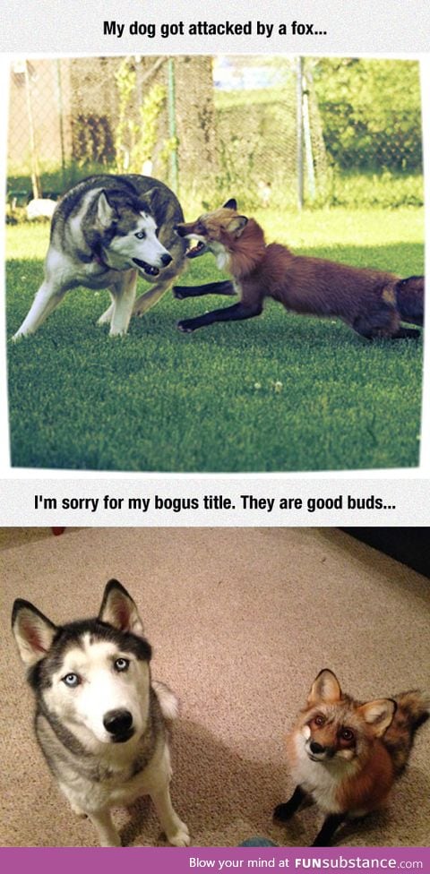 Fox attacks dog