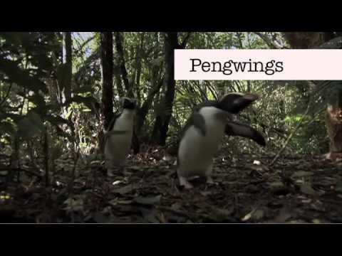 Benedict Cumberbatch saying "Penguins"