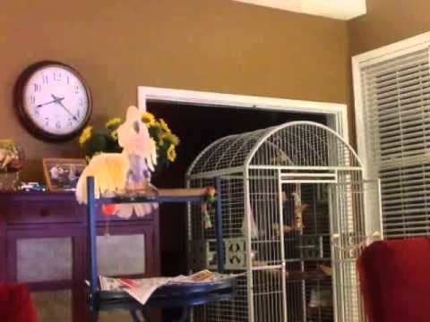 Bird imitates his former arguing owners