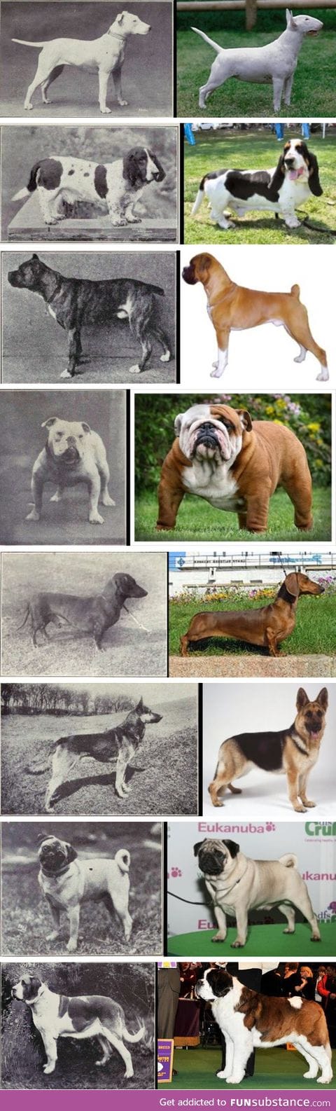 100 years of dog breed "improvement"