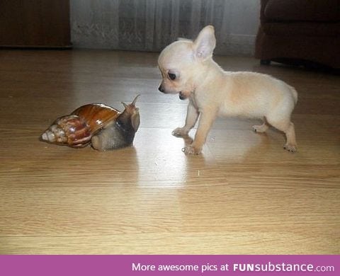 Snail vs puppy