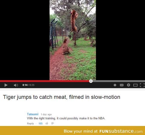 Tiger jump