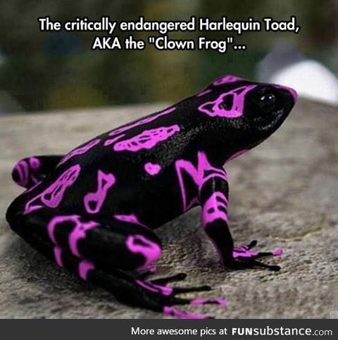 The clown frog