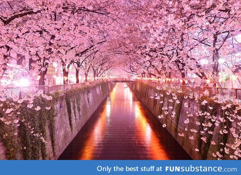 Sakura tunnel, japan