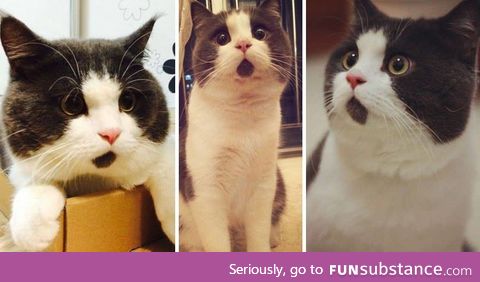 This cat's chin fur makes her look more surprised than she actually is.