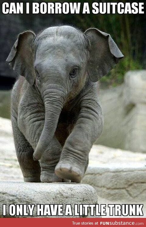 I f*cking love elephants