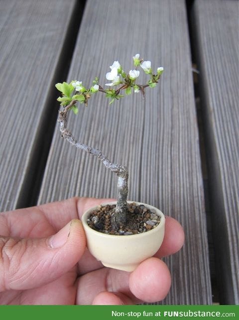 Worlds tiniest flowering tree