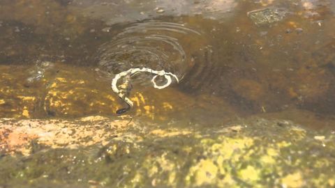 "Giant" Water Bug fights and kills snake